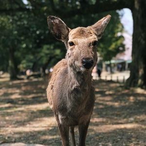 Meet your Posher, Joanne